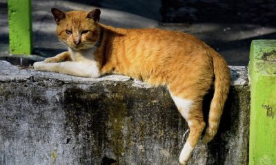 Thai Disease Center Warns Pussy-Cat Lovers