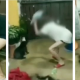 Puppy Abuser Sentenced to 6 Months in Jail