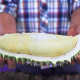 Durian Scam During Thailand's Bumper Harvest
