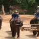Chiang Mai Elephant Camp Converts Elephant Dung into $$$–VIDEO