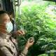 Growing cannabis in Bangkok
